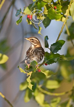 Redwing in a Holly Bush DM0158 1